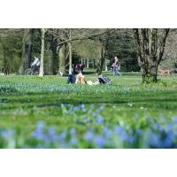 2040_2547 Wiese mit Blausternen Scilla, Hamburger Stadtpark. | Fruehlingsfotos aus der Hansestadt Hamburg; Vol. 2